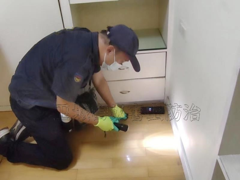 深圳罗湖区上门白蚁防治,罗湖区灭治白蚁,罗湖区清理白蚂蚁公司